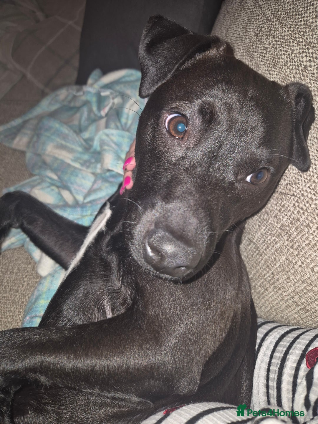 Patterdale Terrier dogs for sale: Male patterdale  - Advert 2