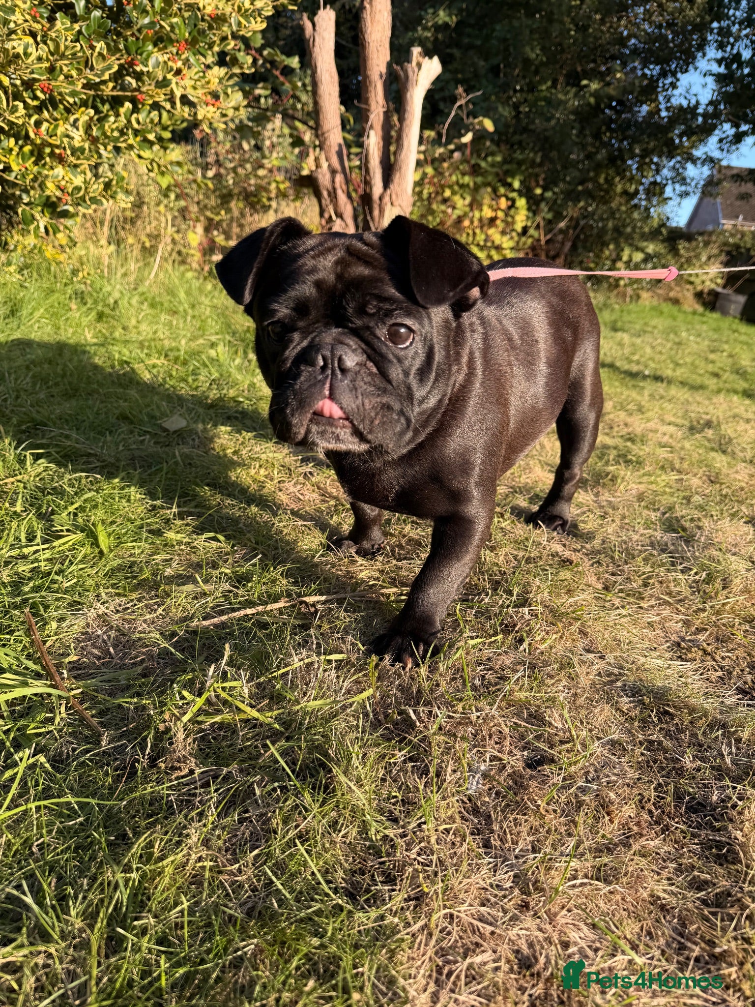 French Bulldog dogs KC registered French Bulldog female - Advert 14
