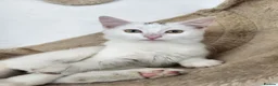 Mixed Breed cats for sale: Beautiful sisters are looking for a loving family  - Advert 10