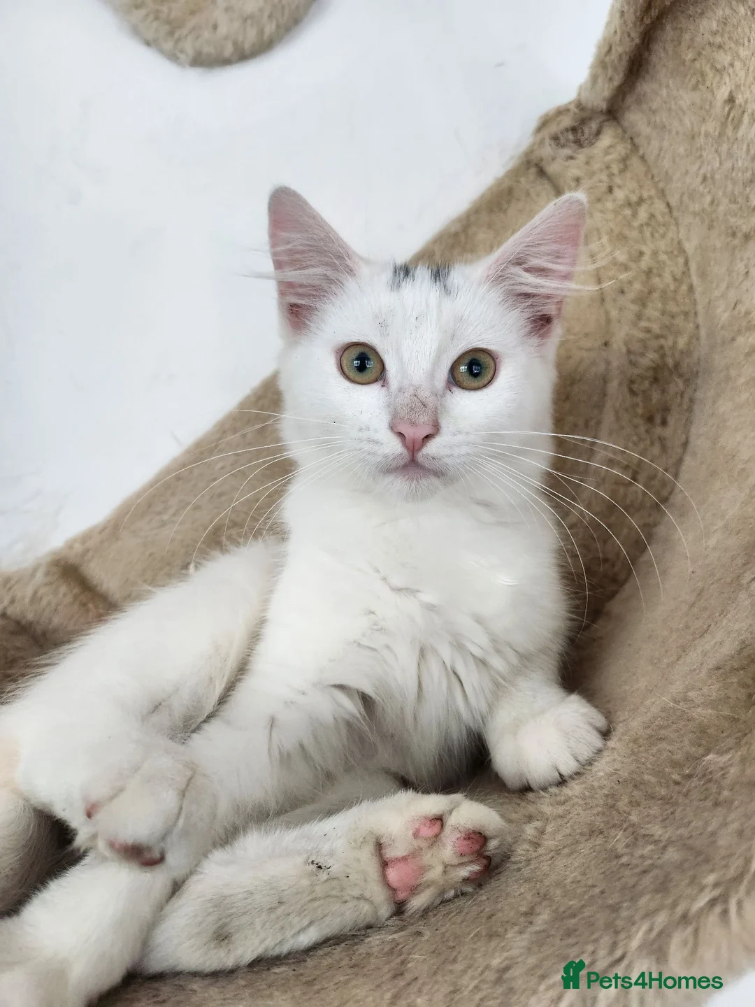 Mixed Breed cats for sale: Beautiful sisters are looking for a loving family  - Advert 10