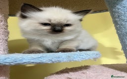 Ragdoll cats for sale:  Last stunning GCCF ragdoll girl - Image 1