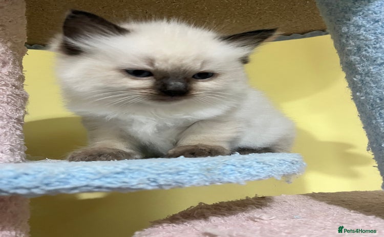 Ragdoll cats - Advert 1