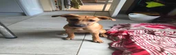 Mixed Breed dogs for adoption: Ruby is looking for her forever home  in Hayling Island - Advert 4
