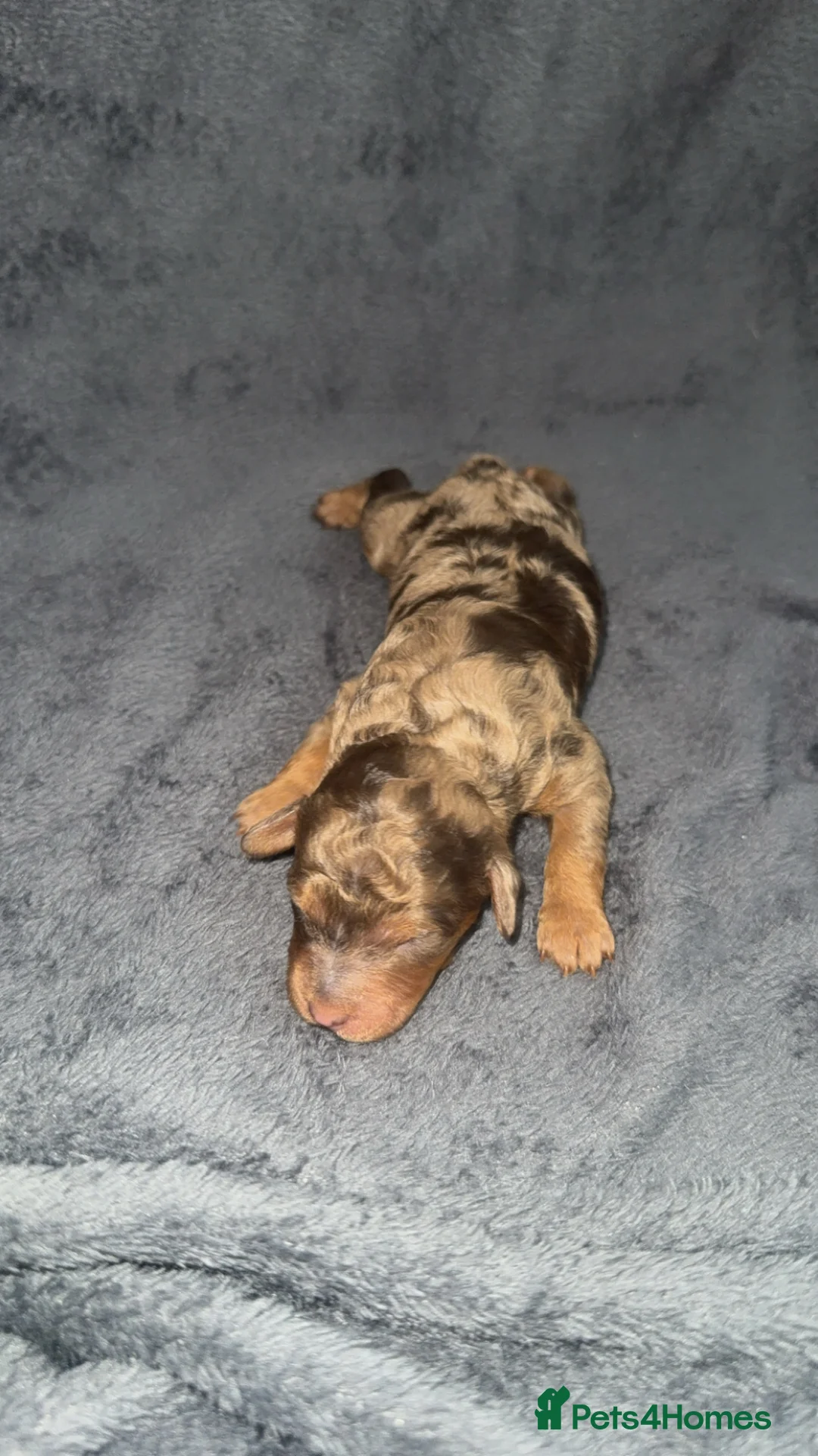 Cockapoo dogs for sale: F1B Cockerpoo puppies for Sale  - Advert 24