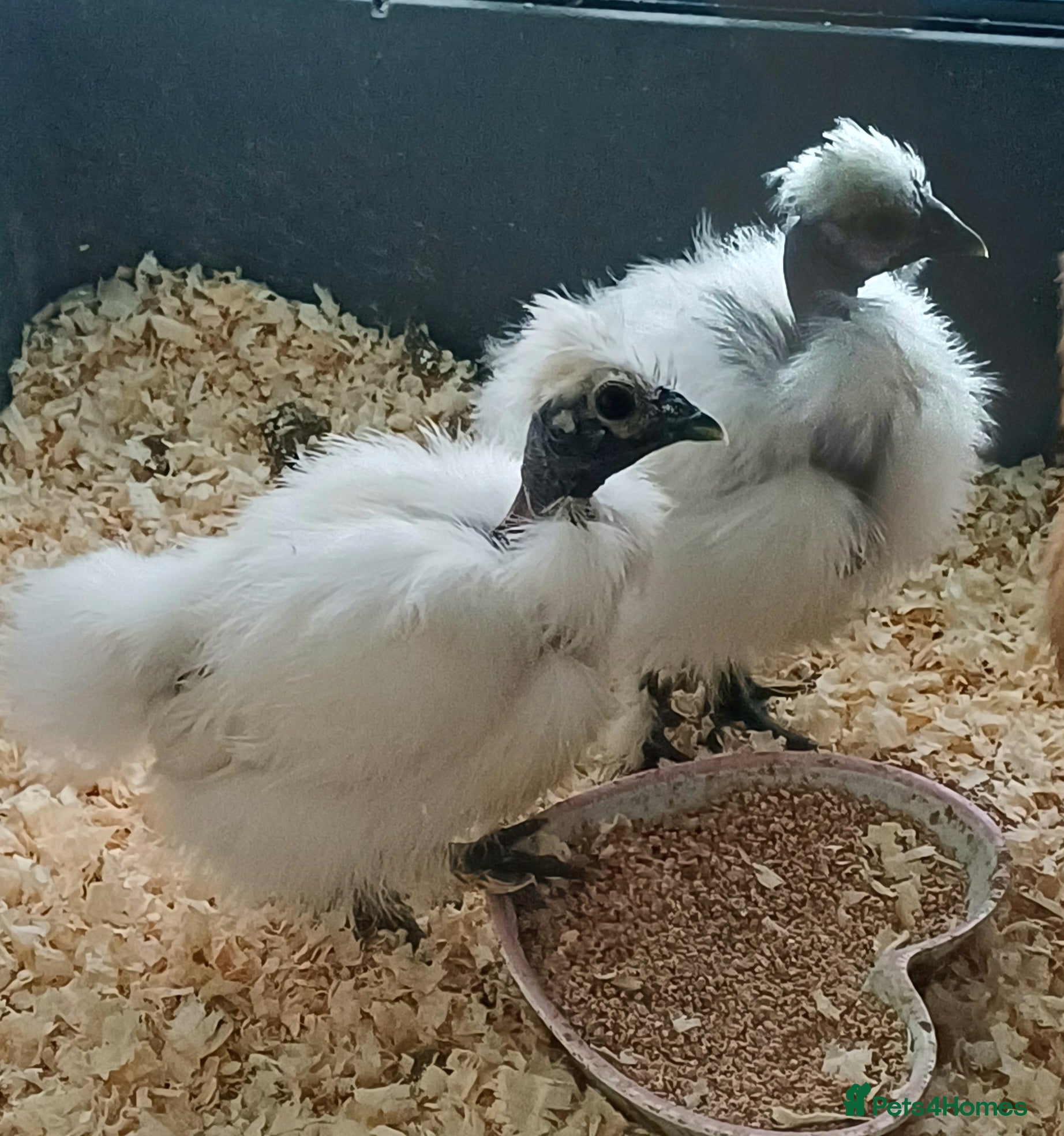 Chickens poultry Silkie chicks, showgirls and standard - Advert 5