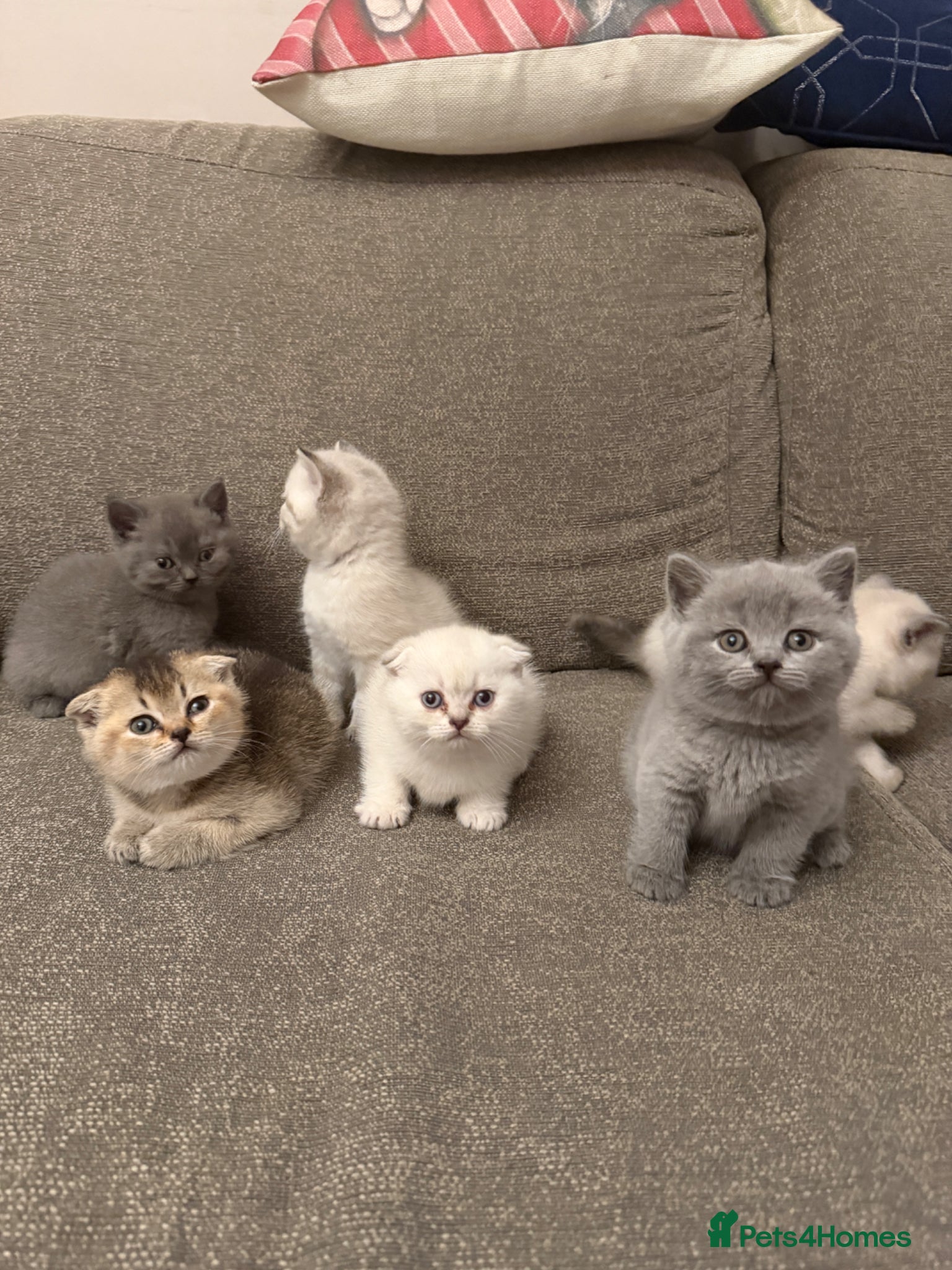 Scottish Fold cats Scottish Fold x British  - Advert 6