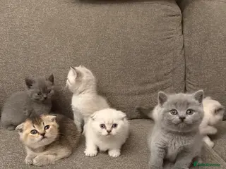 Scottish Fold cats Scottish Fold x British - Advert 6