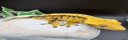 Gecko reptiles for sale: Crested geckos  - Advert 9