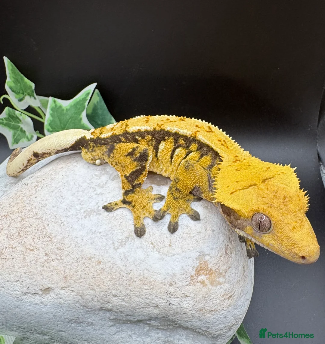 Gecko reptiles for sale: Crested geckos  - Advert 9