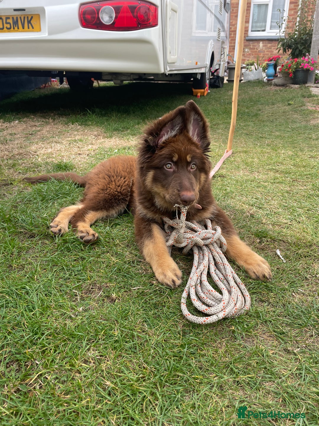 German Shepherd dogs for sale: Queenie a liver German shepherd  - Advert 1