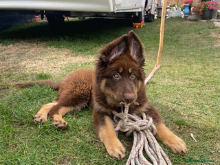 German Shepherd dogs Queenie a liver German shepherd - Advert 2