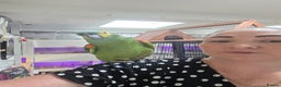 Parrots birds for sale: Various parrots available check description  - Advert 7
