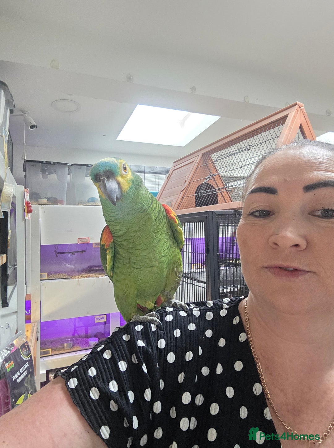 Parrots birds for sale: Various parrots available check description  - Advert 7