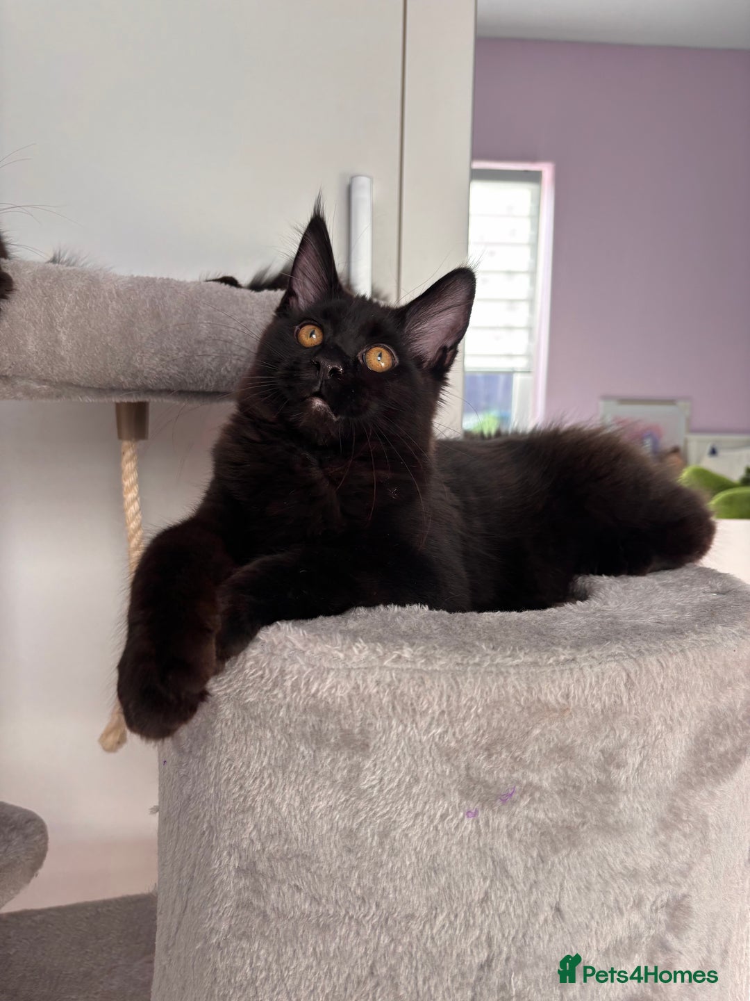 Maine Coon cats for sale: ✨7 Pure Bred Maine Coon Kittens✨ - Advert 8