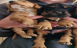 Cocker Spaniel dogs for sale: Cocker spaniel  - Image 5