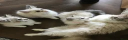 Siberian cats for sale: Siberian GCCF 2 males ready now  - Advert 4