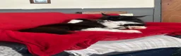 Maine Coon cats for sale: uther - male maine coon un-neutered  - Advert 23
