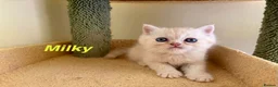 Exotic cats for sale: Beautiful Persian Exotic Kittens - Advert 8