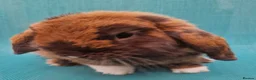 Mini Lop rabbits for sale: Young male mini lops - Advert 1