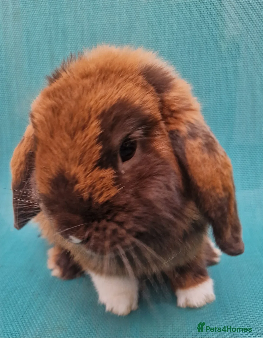 Mini Lop rabbits for sale: Young male mini lops - Advert 1