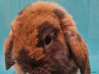 Mini Lop rabbits Young male mini lops - Advert 1