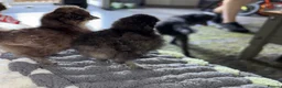 Chickens poultry for sale: Beautiful full breed silkie chickens  - Advert 2