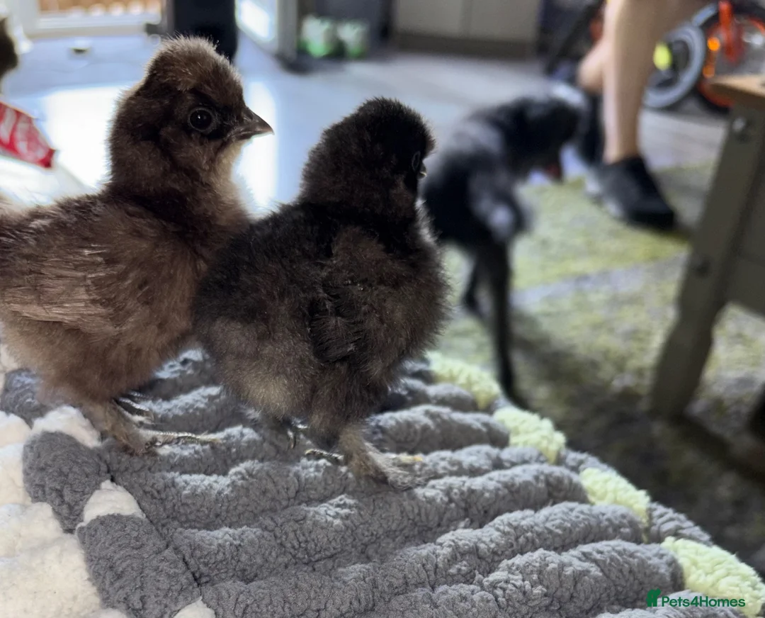 Chickens poultry for sale: Beautiful full breed silkie chickens  - Advert 2