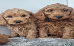 Cockapoo dogs for sale: Red and apricot F1 Cockapoo puppies  - Image 4