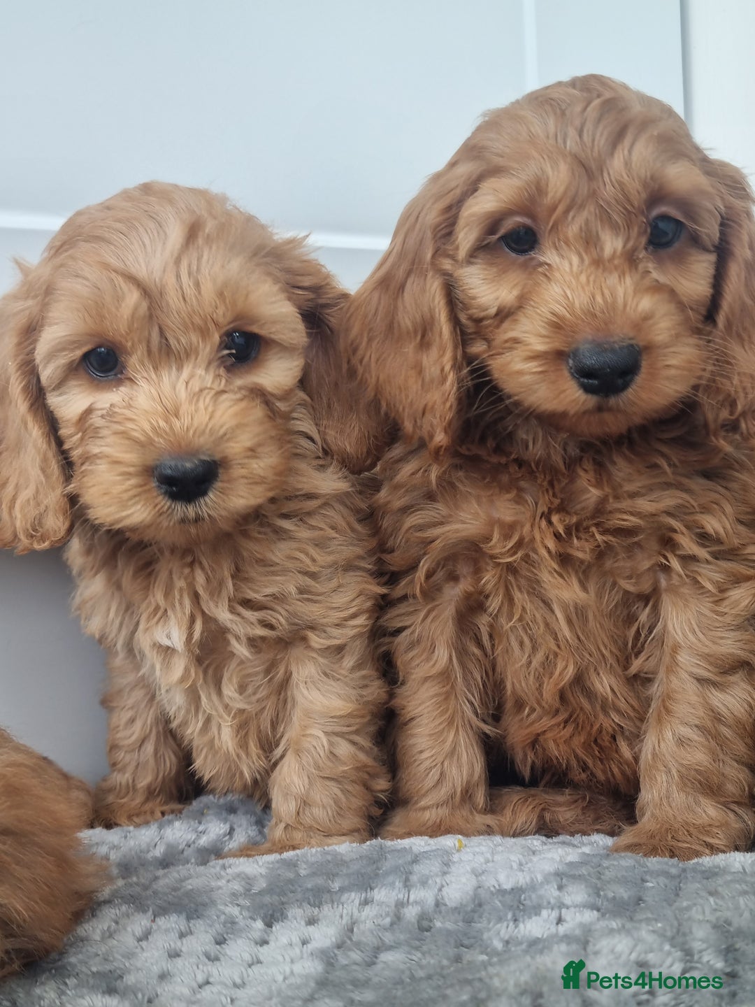 Cockapoo dogs for sale: Red and apricot F1 Cockapoo puppies  - Image 4
