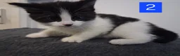Domestic Shorthair cats for sale: TUXEDO KITTENS  - Advert 12