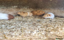 Guinea Pig rodents for sale: 8 week old +  female guineapigs - Image 3