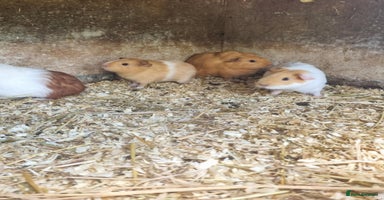 Guinea Pig rodents - Advert 2