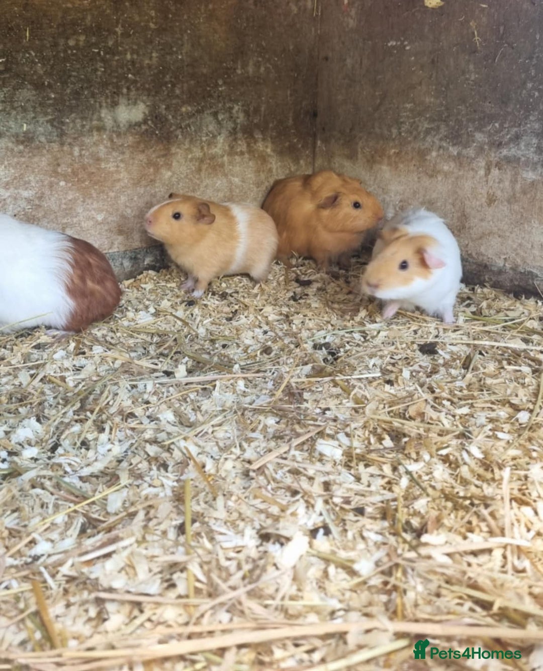 Guinea Pig rodents for sale: 8 week old +  female guineapigs - Image 3