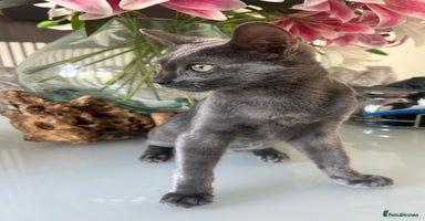 Bengal cats in Benfleet - Advert 4