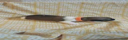 Mixed Breed dogs for sale: Puppies for sale male female small breed boy girl  - Advert 17