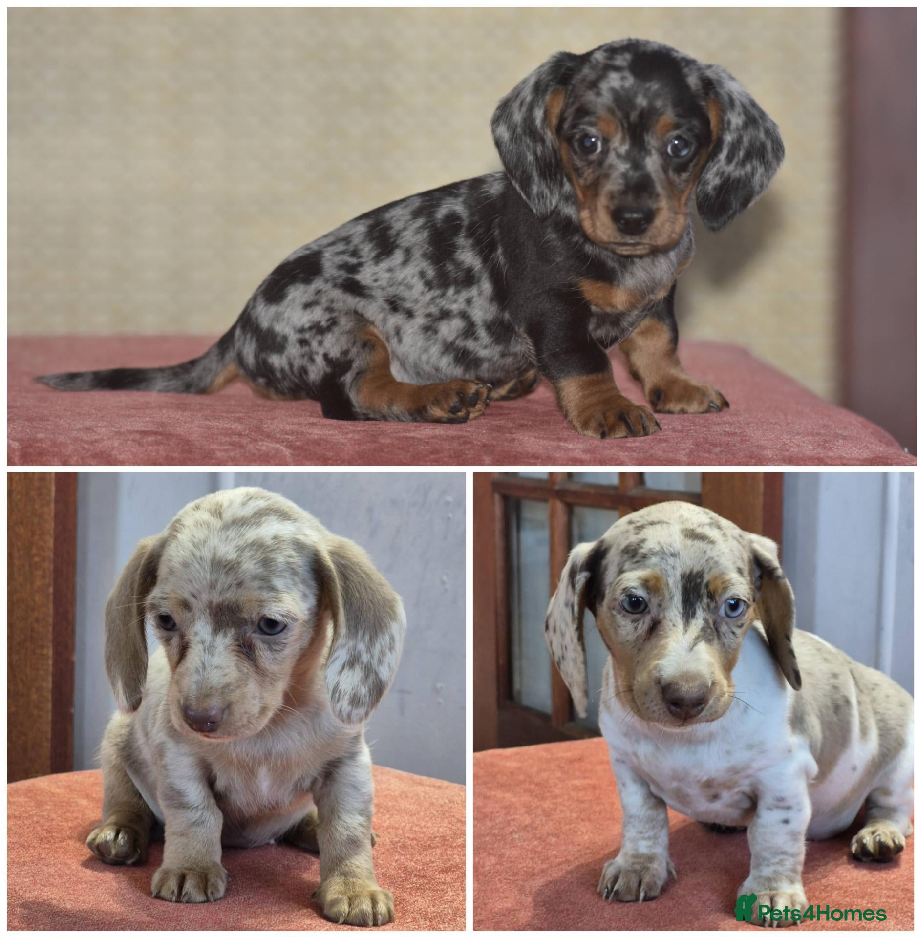 Dachshund dogs Ready to leave - Gorgeous puppies - Advert 5