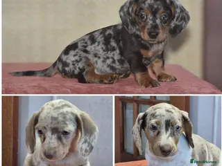 Dachshund dogs Ready to leave - Gorgeous puppies - Advert 5