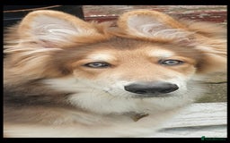 German Shepherd dogs for stud: German shepherd  - Image 18
