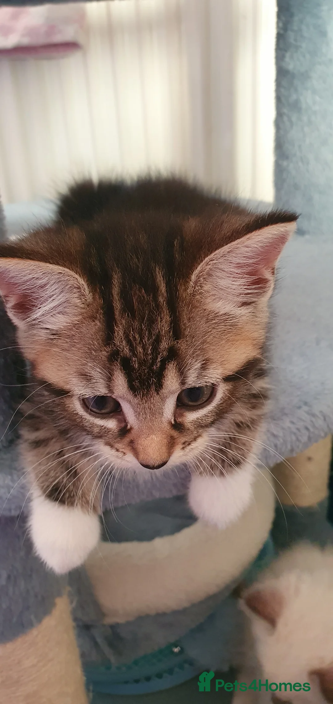 Ragdoll cats for sale: Tabby ragdoll x - Advert 5