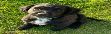Sprocker 1 - Male