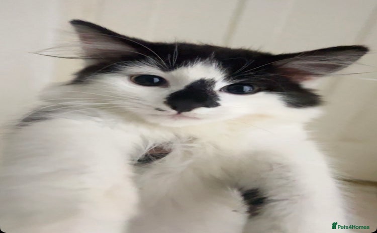 Domestic Shorthair cats - Advert 2
