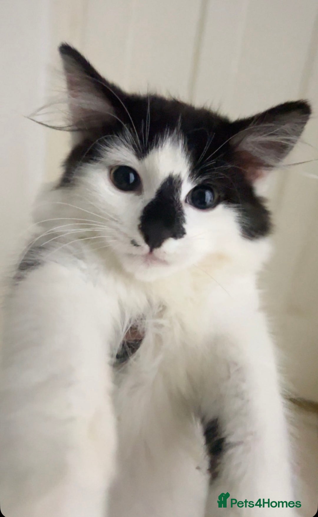 Domestic Shorthair cats for sale: Adorable male kitten - Image 1
