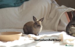 Netherland Dwarf rabbits for sale: new litters pure bred neterland dwarf - Image 5