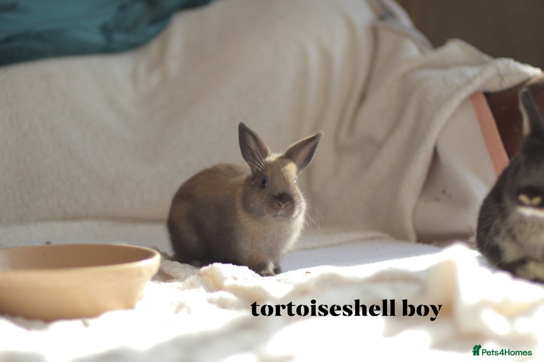 Netherland Dwarf rabbits for sale: new litters pure bred neterland dwarf - Image 5