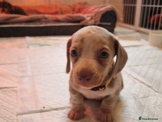 Dachshund dogs 8 Smooth Haired miniature dachshund pups - Advert 11