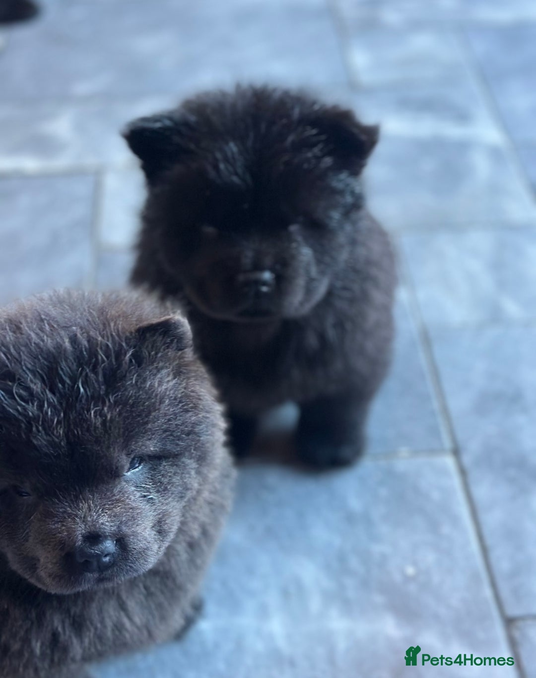 Chow Chow dogs for sale: KC reg chow chows  - Advert 2