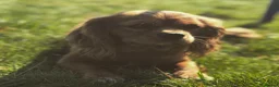 Cavalier King Charles Spaniel dogs for sale: Stunning hereditary clear KC Cavalier King Charles - Advert 5