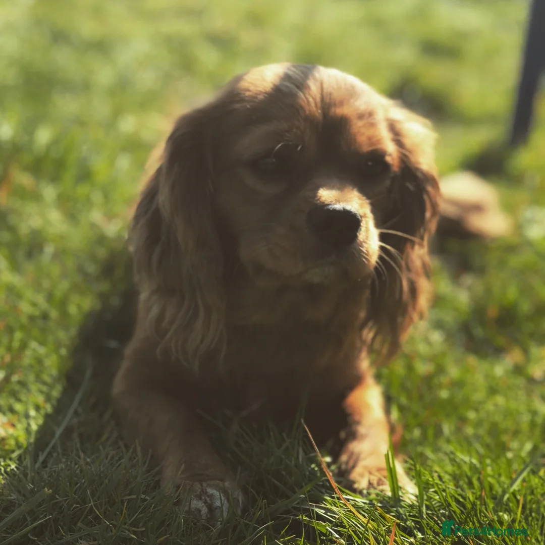 Cavalier King Charles Spaniel dogs for sale: Stunning hereditary clear KC Cavalier King Charles - Advert 5