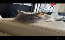 Lionhead rabbits for sale: Beautiful fluffy pure bred lion heads - Image 3