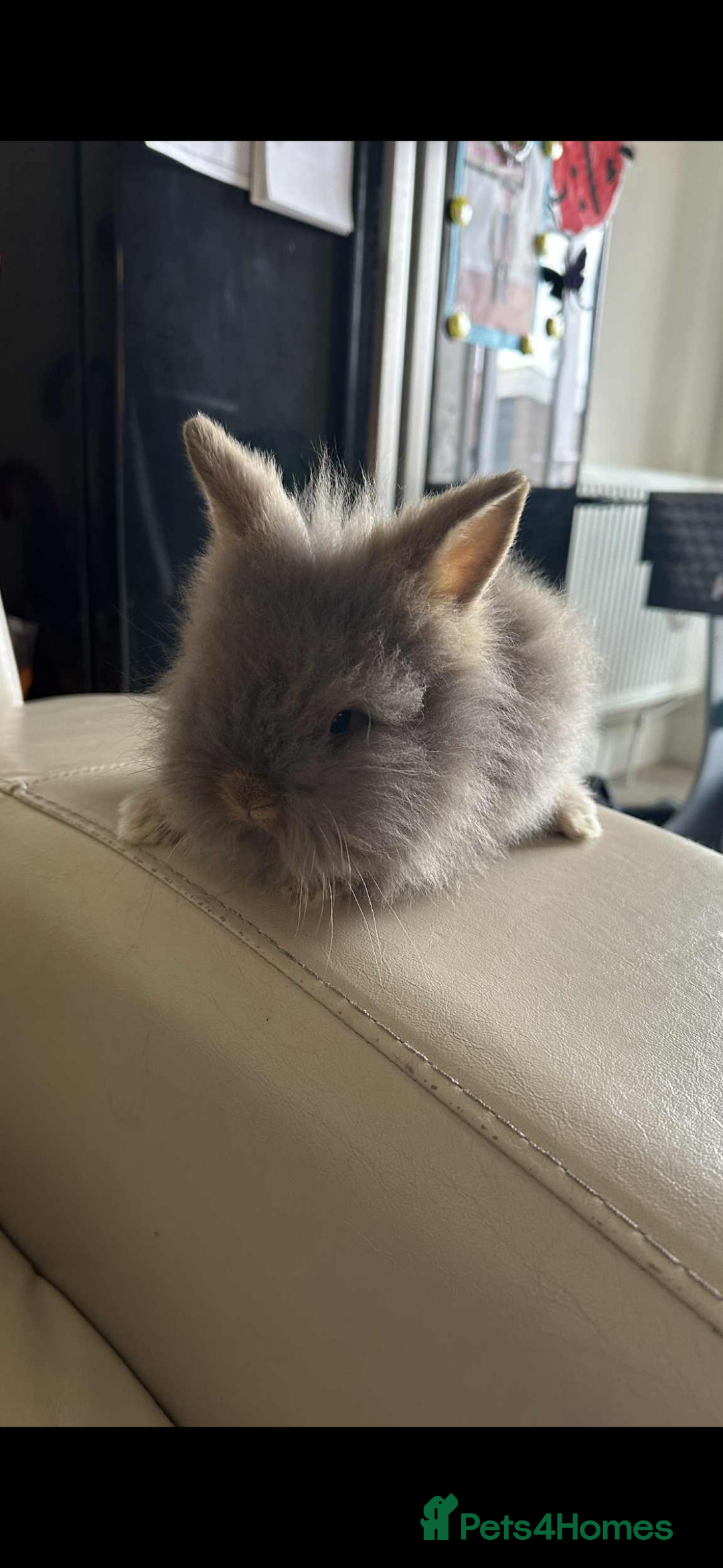 Lionhead rabbits for sale: Beautiful fluffy pure bred lion heads - Image 3